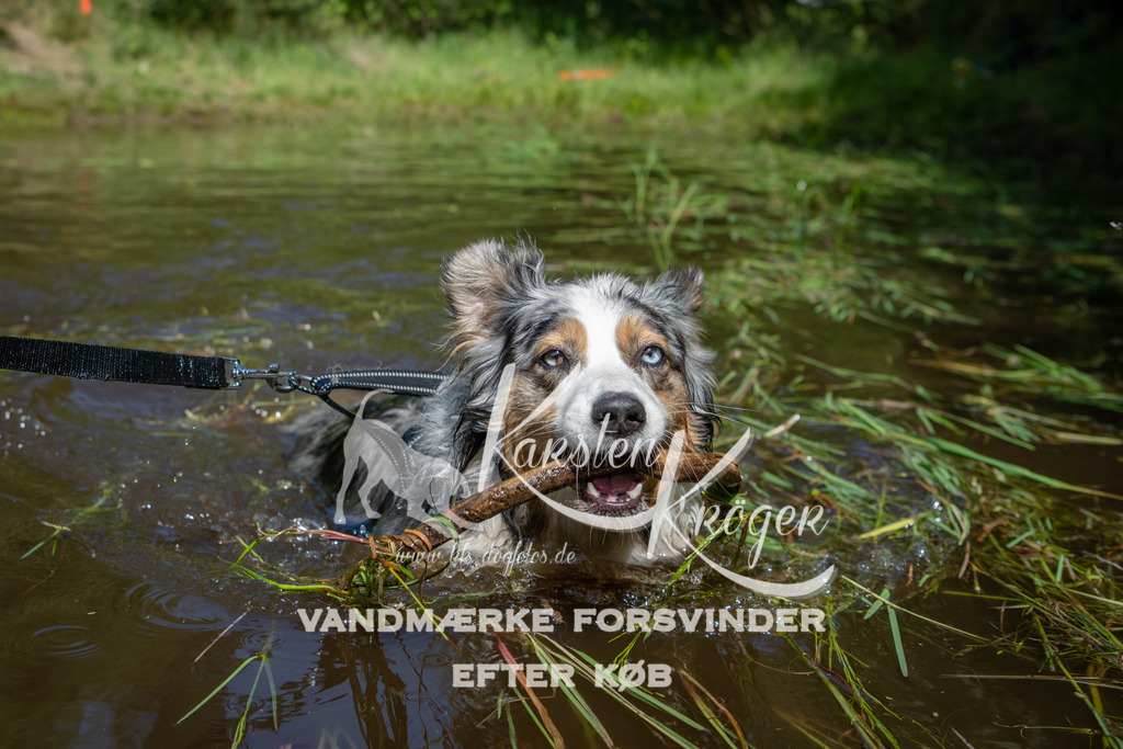 1142DKK990951 | kk-dogfotos
