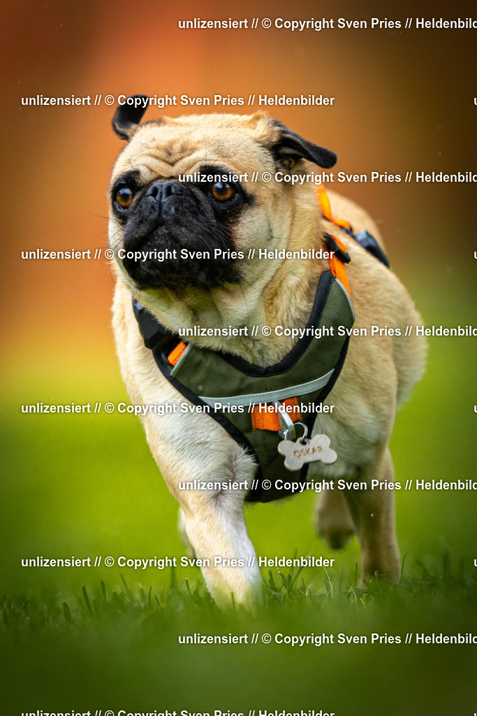 Sven Pries | 2025-09-21 - Hunderennen Baden-Oos - Realisiert mit Pictrs.com