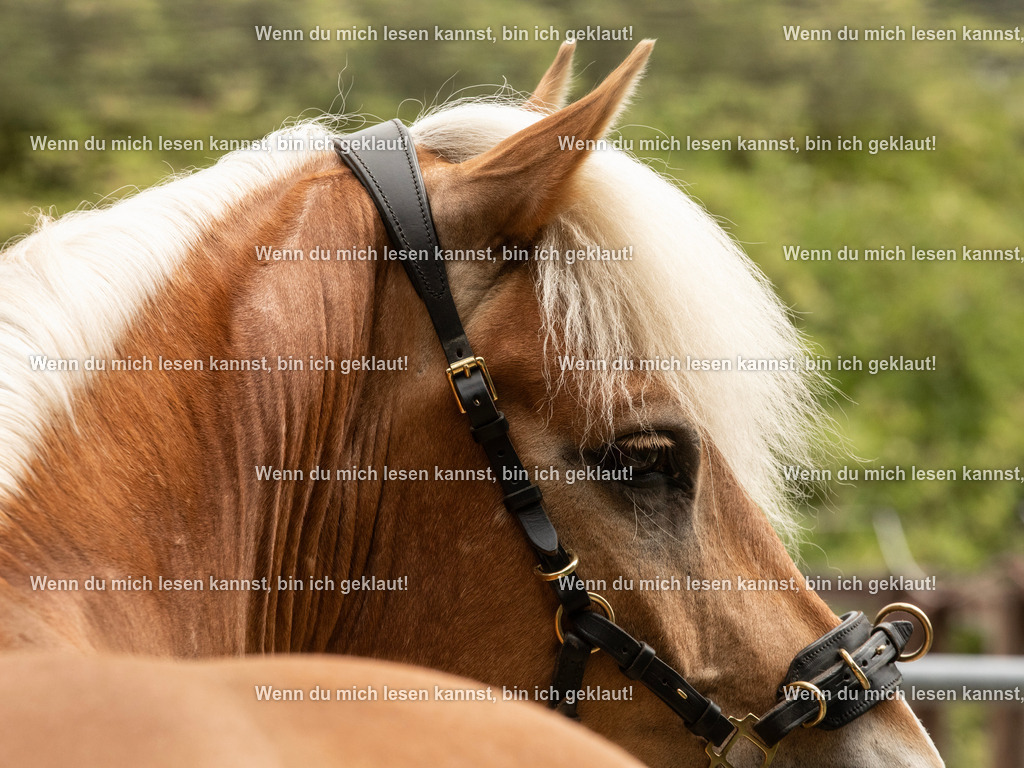 598A6971 | photographylinaismer - Realisiert mit Pictrs.com