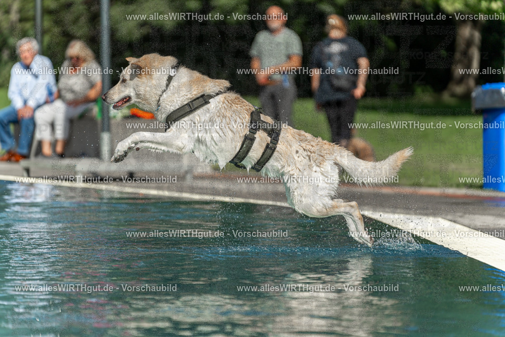 Hundeschwimmen_Volksbad_2026-allesWIRTHgut_Tierfotografie-2609061547-7R501866 | Professionelle Tierfotografie in Mönchengladbach von Daniel Wirth (allesWIRTHgut). Liebevolle & natürliche Bilder von Hunden & Katzen für unvergessliche Erinnerungen.