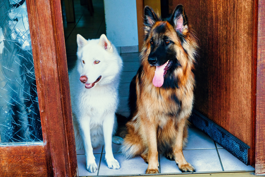 Hunde (13) | Tierfotografie / Haustierfotografie - Realisiert mit Pictrs.com