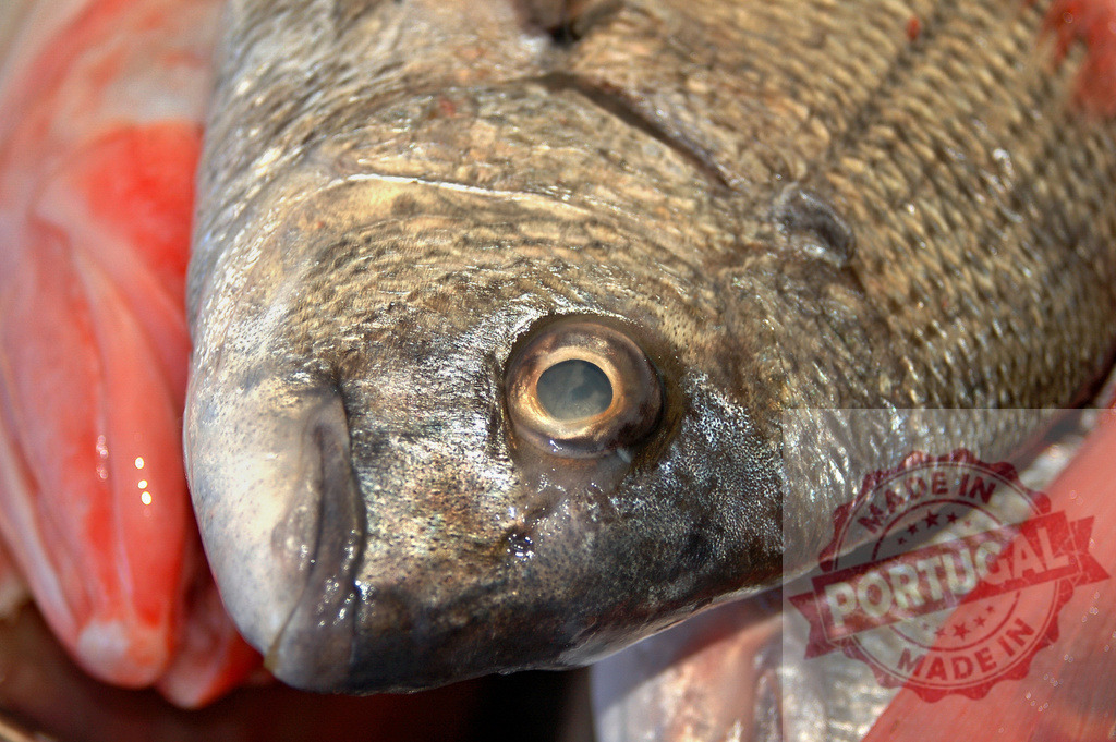 Fresh fish head with scales and eye in closeup | Fresh fish head showing the eye, scales, and details, ready for market - Realisiert mit Pictrs.com