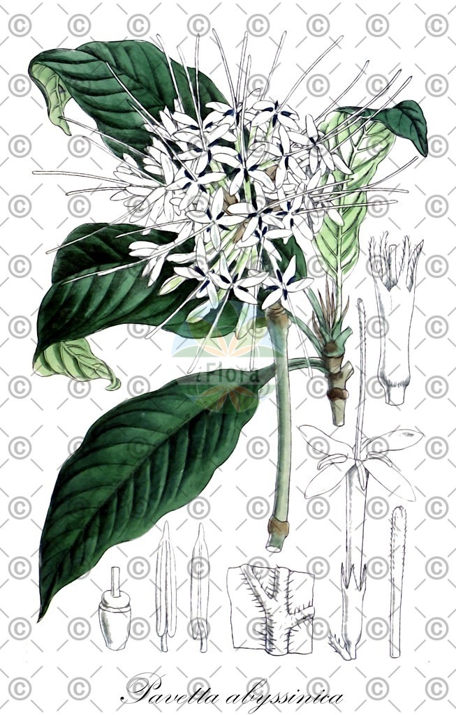 HistAbb_wfo-0000474522_1_ENZY_Simple | Historische Abbildung von Pavetta abyssinica - Rubiaceae | Historical Illustration of Pavetta abyssinica - Rubiaceae