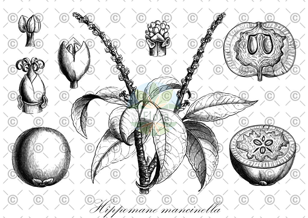 HistAbb_wfo-0000982538_1_ENZY_Simple | Historische Abbildung von Hippomane mancinella - Euphorbiaceae | Historical Illustration of Hippomane mancinella - Euphorbiaceae