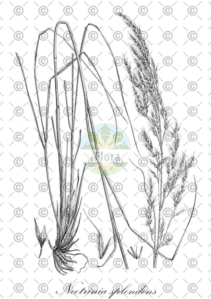 HistAbb_wfo-0000379600_1_ENZY_Simple | Historische Abbildung von Neotrinia splendens - Poaceae | Historical Illustration of Neotrinia splendens - Poaceae