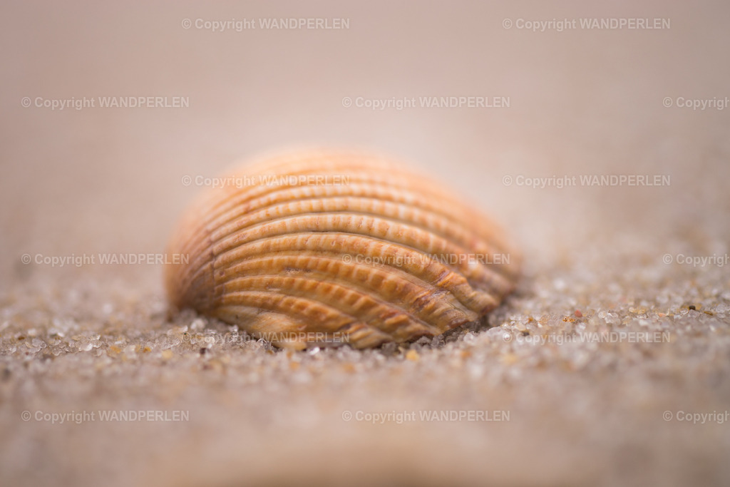 Muschel | Muschel im Sand - Realisiert mit Pictrs.com