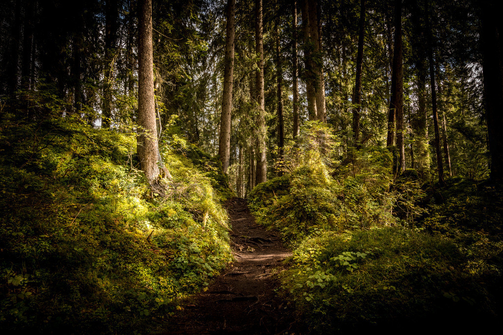 DSC01825 | Tinu Müller Fotografie- Bildershop - Realisiert mit Pictrs.com