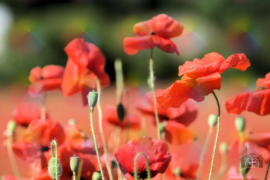 BW-Mohn-0005 | Entdecken Sie eine vielfältige Auswahl individueller Fotos zum Kauf auf picturalux.de. Finden Sie hochwertige Bilder für Ihre Projekte, die Ihre Botschaft perfekt unterstreichen. Stöbern Sie jetzt und verleihen Sie Ihren Inhalten das gewisse Etwas! - Realisiert mit Pictrs.com