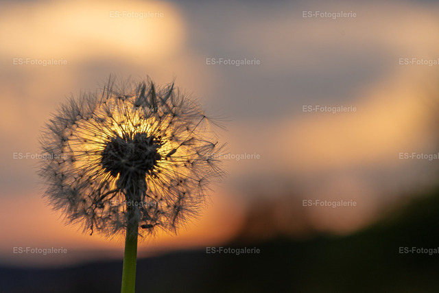 Lichtmomente im Abendwind