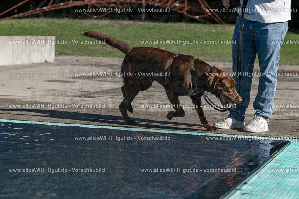 Hundeschwimmen_Volksbad_2026-allesWIRTHgut_Tierfotografie-2609061037-FAY05958 | Professionelle Tierfotografie in Mönchengladbach von Daniel Wirth (allesWIRTHgut). Liebevolle & natürliche Bilder von Hunden & Katzen für unvergessliche Erinnerungen.