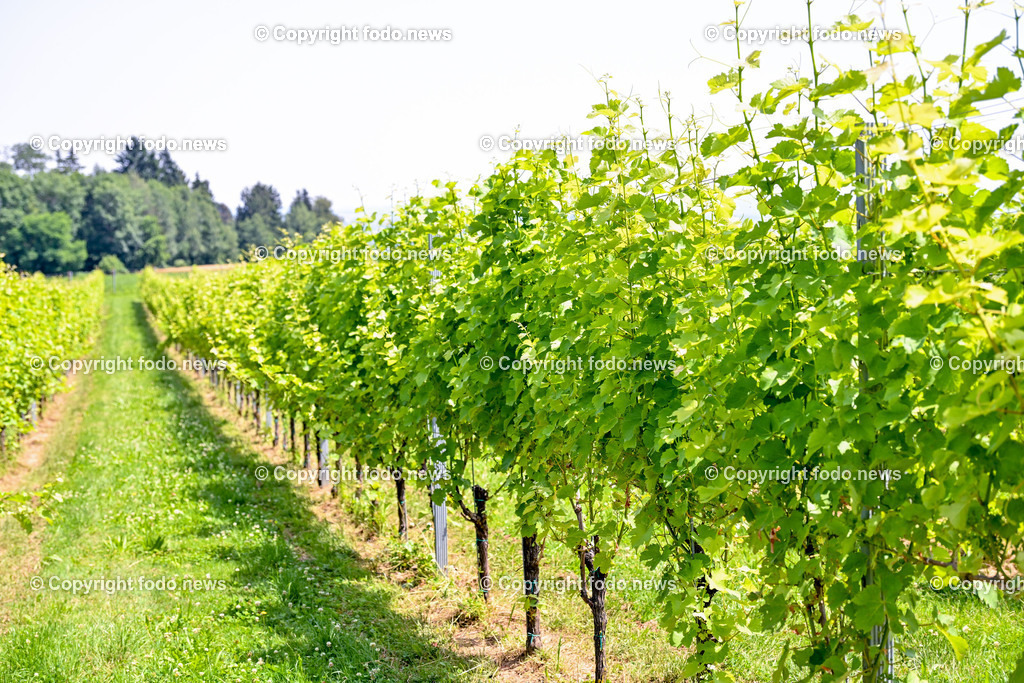 Gustergut_ WWurm_ Fruchtveredelung_ 29.06.2024-4 | 29.06.2024, St. Florian, AUT, Gustergut, WWurm, Weingut, Fruchtveredelung, im Bild Weingarten