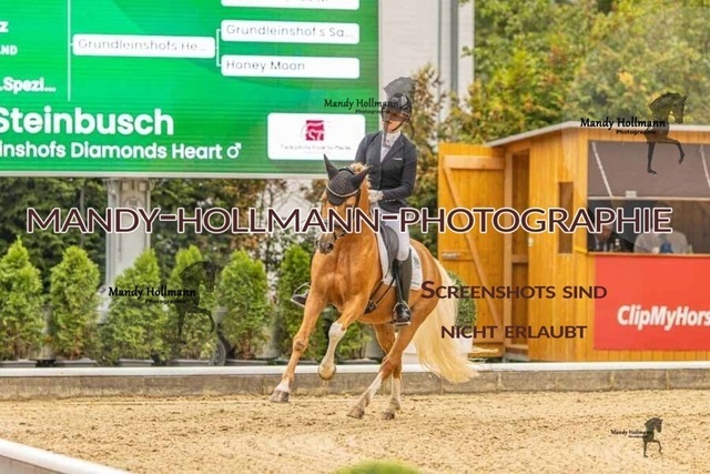 28-8-26 5j DRE-115 | mandyhollmannphotographie