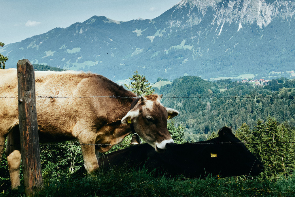 CS-210813-7544-1 | Abfahrt in Richtung Berggasthof Sesselalpe