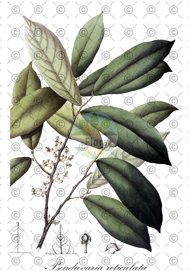 HistAbb_EMP_76036_1_SIMPLE | Historische Abbildung von Pseuduvaria reticulata - Annonaceae | Historical Illustration of Pseuduvaria reticulata - Annonaceae