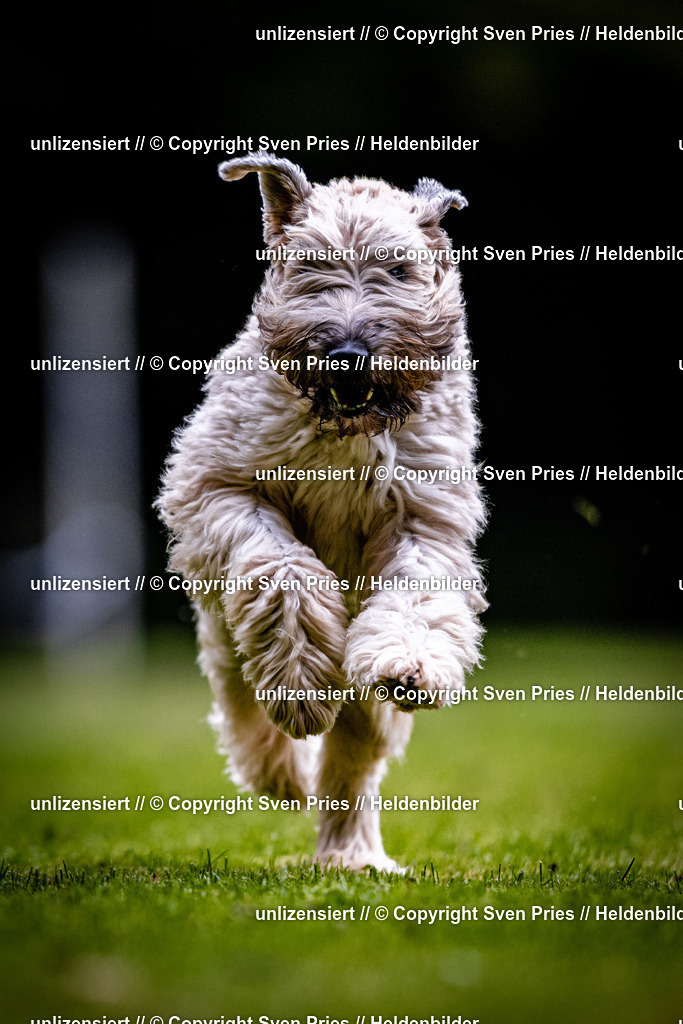 Sven Pries | 2025-10-03 - Hunderennen Obergrombach - Realisiert mit Pictrs.com