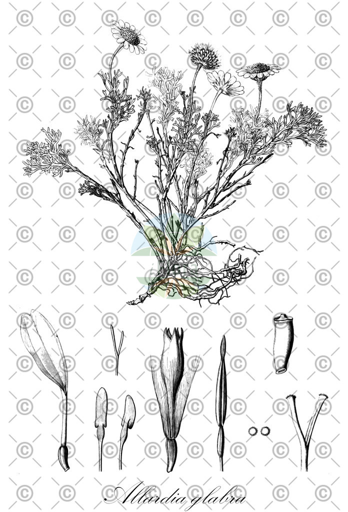 HistAbb_wfo-0000035001_1_ENZY_Simple | Historische Abbildung von Allardia glabra - Asteraceae | Historical Illustration of Allardia glabra - Asteraceae