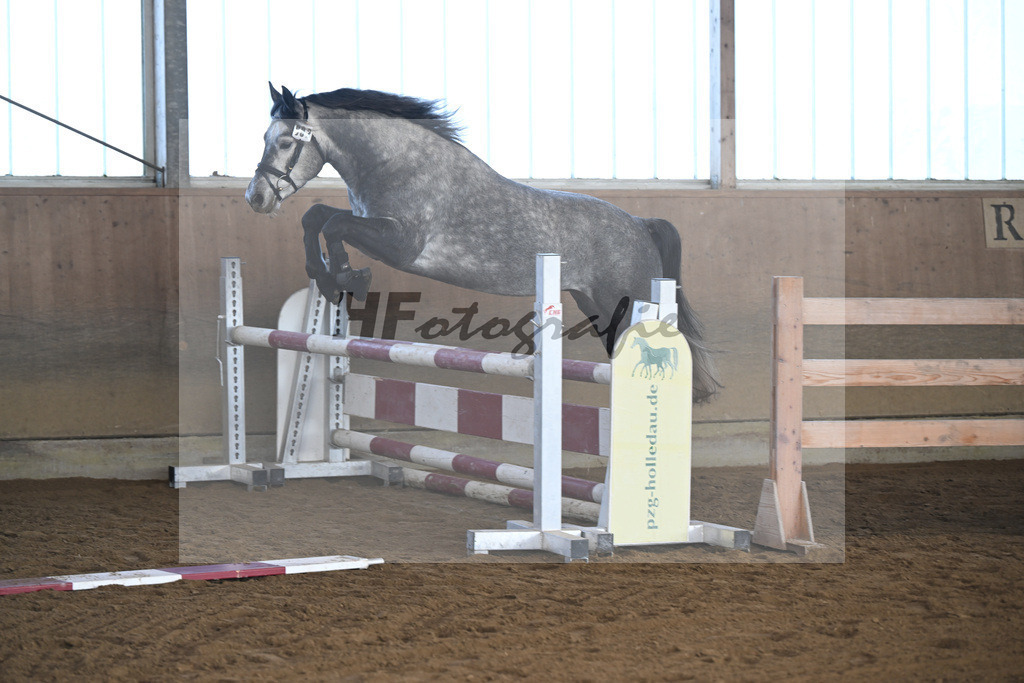 Kat-Nr. 2 Clover Hill Sparrow v. Blakehill Sparrow_ZG Lisberg_49250044 | hf-fotografie - Realisiert mit Pictrs.com