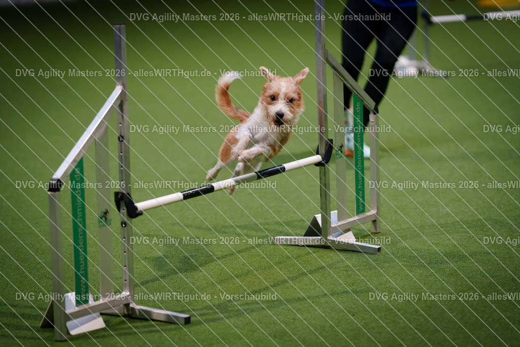 allesWIRTHgut_Tierfotografie-DVG_Agility_Masters_2026-16_45-7R504255 | Professionelle Tierfotografie in Mönchengladbach von Daniel Wirth (allesWIRTHgut). Liebevolle & natürliche Bilder von Hunden & Katzen für unvergessliche Erinnerungen.