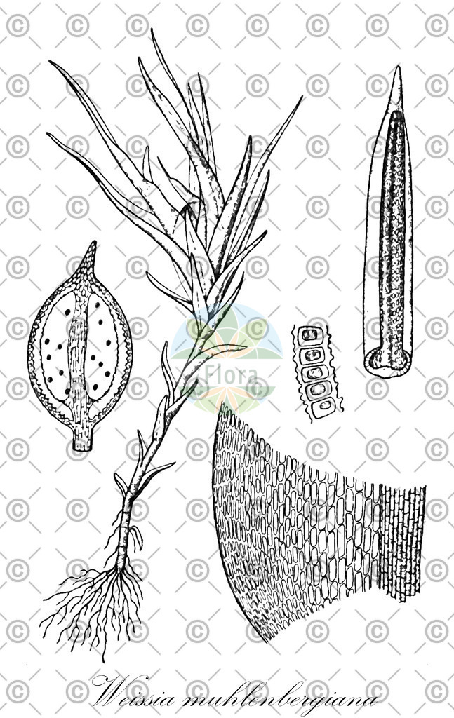 HistAbb_wfo-0000801450_1_SIMPLE | Historische Abbildung von Weissia muhlenbergiana - Pottiaceae | Historical Illustration of Weissia muhlenbergiana - Pottiaceae