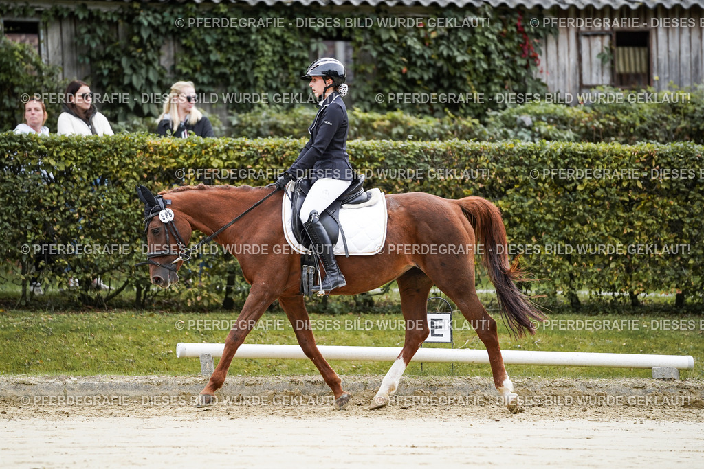 DSC04876 | Pferdegrafie