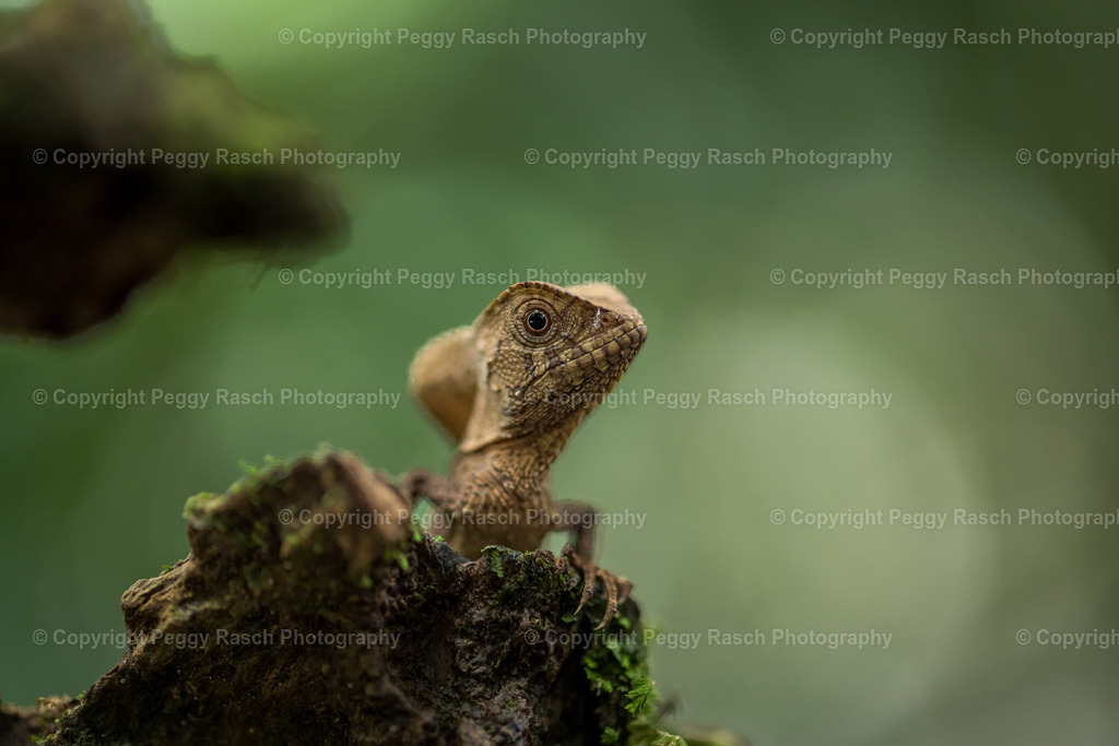 Lizard (2) | PeggyRaschPhotography - Realisiert mit Pictrs.com