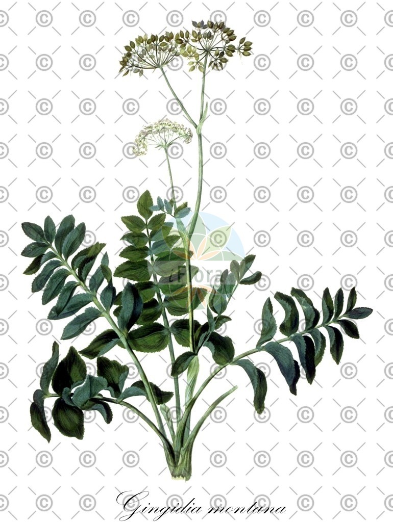 HistAbb_wfo-0000703303_1_ENZY_Simple | Historische Abbildung von Gingidia montana - Apiaceae | Historical Illustration of Gingidia montana - Apiaceae