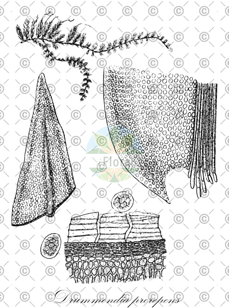HistAbb_wfo-0000946250_1_ENZY_Simple | Historische Abbildung von Drummondia prorepens - Drummondiaceae | Historical Illustration of Drummondia prorepens - Drummondiaceae