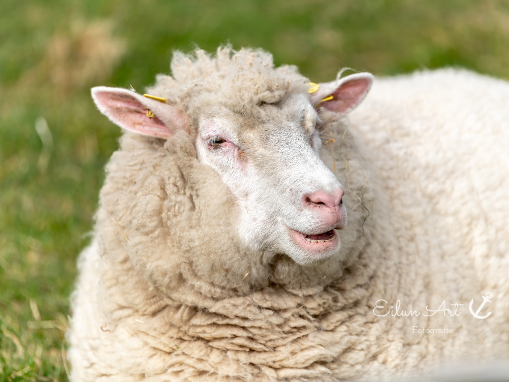 EAF_5291 | Eilun-Art-Fotografie Levke Martens, ihre Fotografin für Immobilien- und Landschaftsfotografie auf Föhr, Föhrer Motive als Poster, Leinwand, hinter Acrylglas oder stelle dir deinen eigenen Monatskalender zusammen, mit nur einem Klick