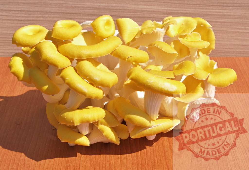 Golden oyster mushroom cluster on wooden surface | Golden oyster mushrooms growing in a large cluster on a light brown wooden surface - Realisiert mit Pictrs.com