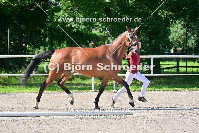 01_01_Samara von Syrakus xx - Coriograf B_879_3465 | Björn Schroeder Pferdefotografie