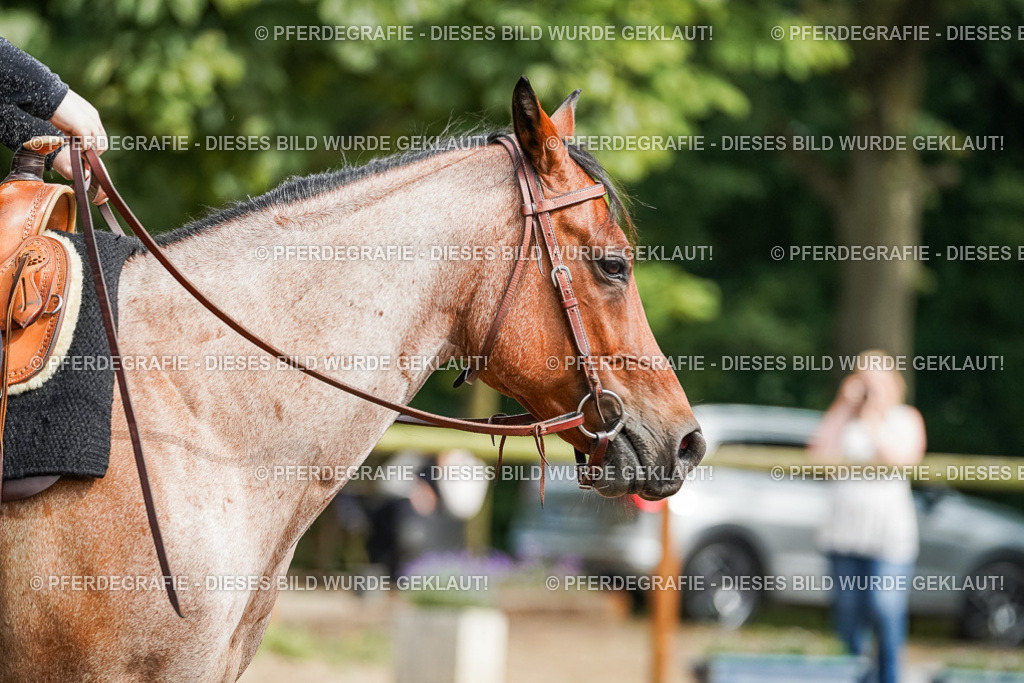 DSC04471 | Pferdegrafie