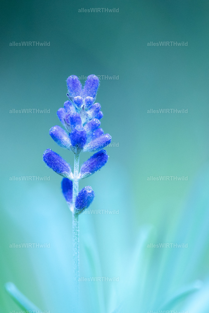 Relax | Entdecke die faszinierende Welt der Natur- und Wildlife-Fotografie von Daniel und Bärbel. Inspirierende Bilder von wilden Tieren und kleinen Naturwundern.