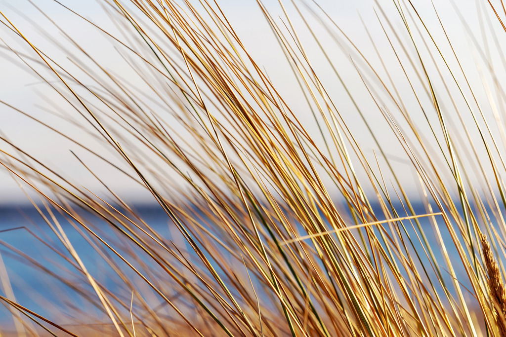 Wandbild: Strandhafer am Sandstrand in Damp | Sanfte Naturtöne und die beruhigende Küstenlandschaft – dieses Wandbild schafft eine angenehme und entspannende Raumstimmung. Der Strandhafer im Vordergrund fängt die natürliche Dynamik des Windes ein, während das Meer und der helle Himmel im Hintergrund für Weite und Gelassenheit sorgen. Ideal für Wartezimmer, Behandlungsräume oder Empfangsbereiche, um eine ruhige und harmonische Atmosphäre zu erzeugen. - Realisiert mit Pictrs.com