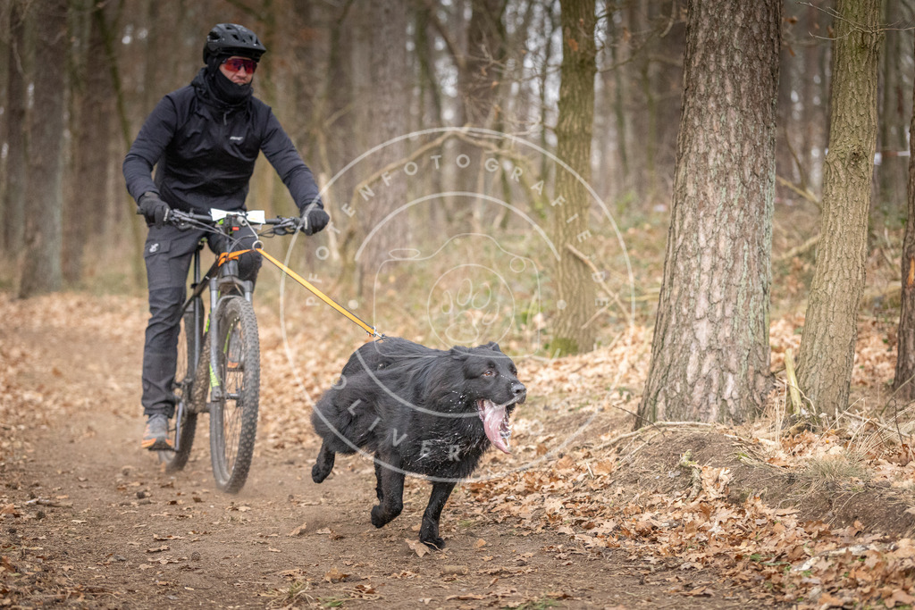 Pfotenfotografie_DV3A6404 | Hundefotografie, Tierfotograf, Pfotenfotografie, Fotoshooting Hund, Hunde Portrait, Hundesport, Hundeportraits, Heideshooting, Hunde, Sportfotograf, Hundefotograf, Turnierhundsport, THS,  - Realisiert mit Pictrs.com