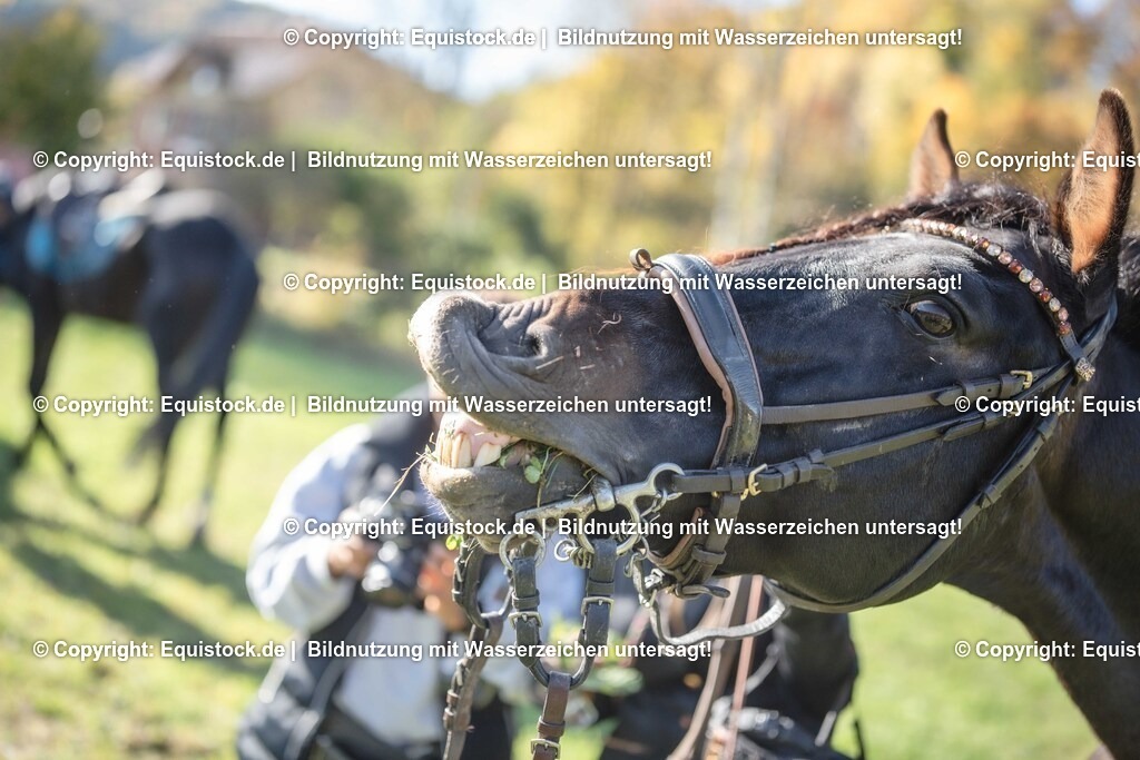 20251011_Jagd-Marbach_0718 | Foto: Thomas Hartig