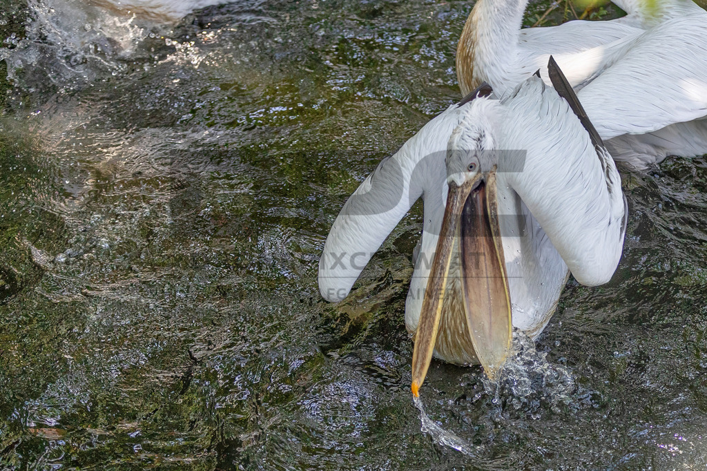 Pelikan am Wasser | Ein majestätischer Pelikan ruht auf einem Baumstamm am Wasser, umgeben von Schilf. Wildlife- und Naturfotografie in voller Schönheit. - Realisiert mit Pictrs.com