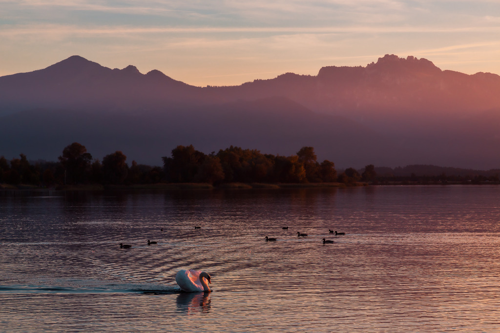 Schwan im Chiemsee vor Kampenwand und Hochplatte | ap-design // andreas plenk - Realisiert mit Pictrs.com