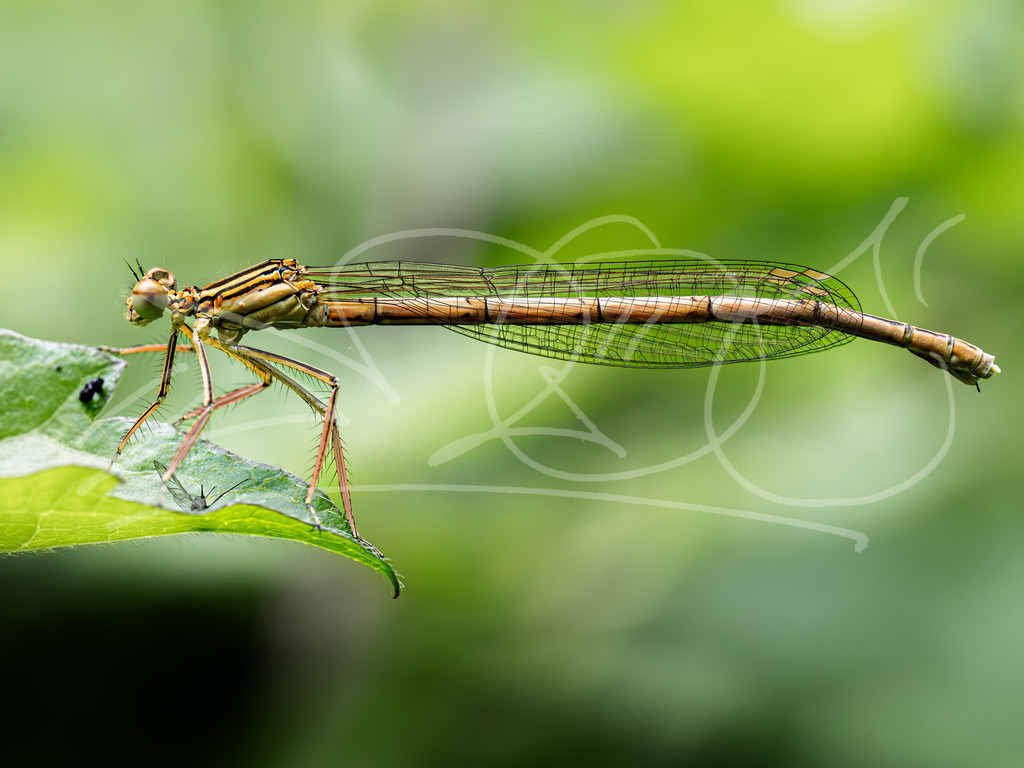 Dragonfly | Naturschönheiten aus Deutschland. Pflanzen und Tiere, Insekten und Naturschauspiele. Alle schönen Details, die uns umgeben, fotografiert von Michi Moc.  - Realisiert mit Pictrs.com