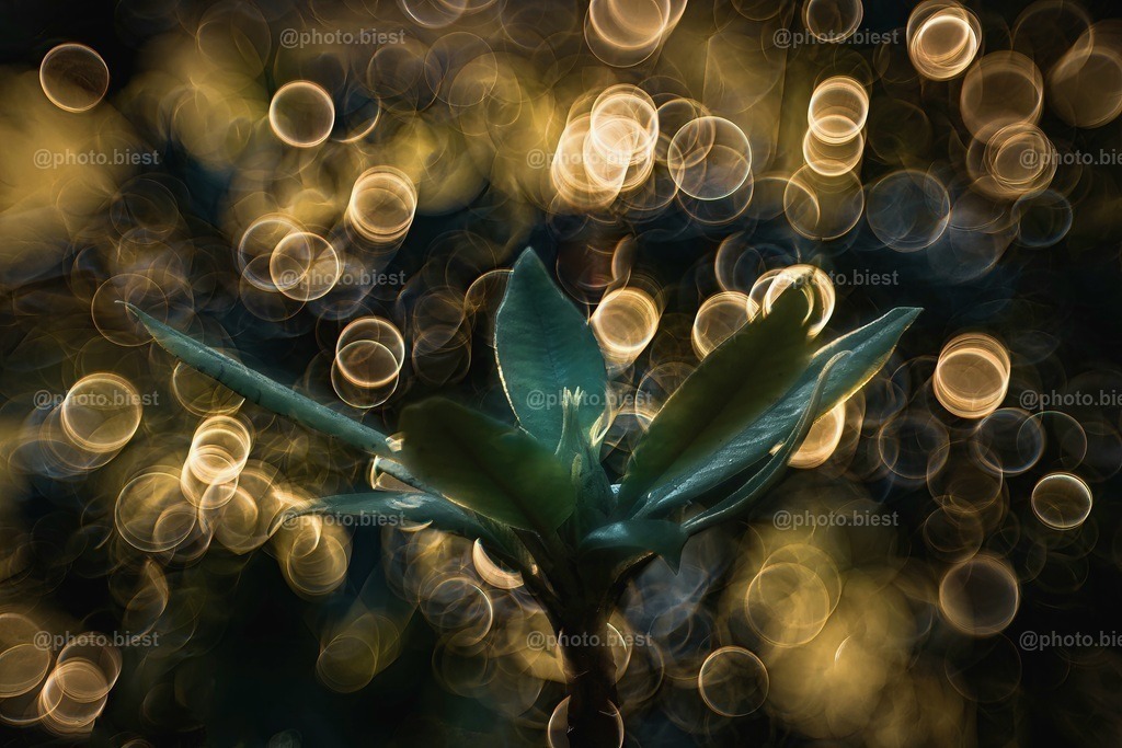 Phönix | Goldenes Bubblebokeh und eine Kirschlorbeerkrone. - Realisiert mit Pictrs.com
