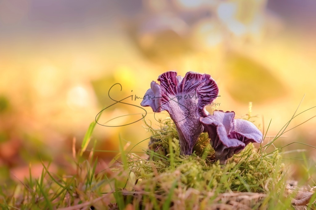 Pilz Duo | Simone Sperber, svb-photography,Fotografin,Bilddesignerin,Naturfotografie,Macrofotografie,Tierfotografie,Wildtierfotografie,Ausstellungen,Auftragsfotografie,Kunst,Art,Photographer,Shootings,Bildberatbeitung,Galerie,Shop