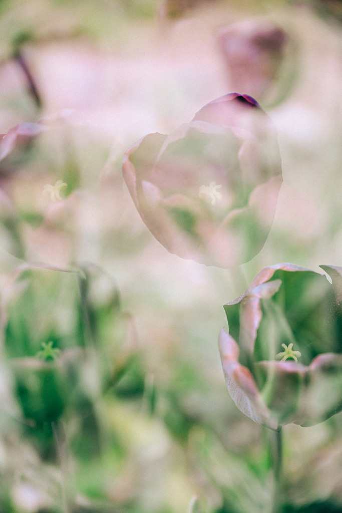 Tulpen | Nikon ZF