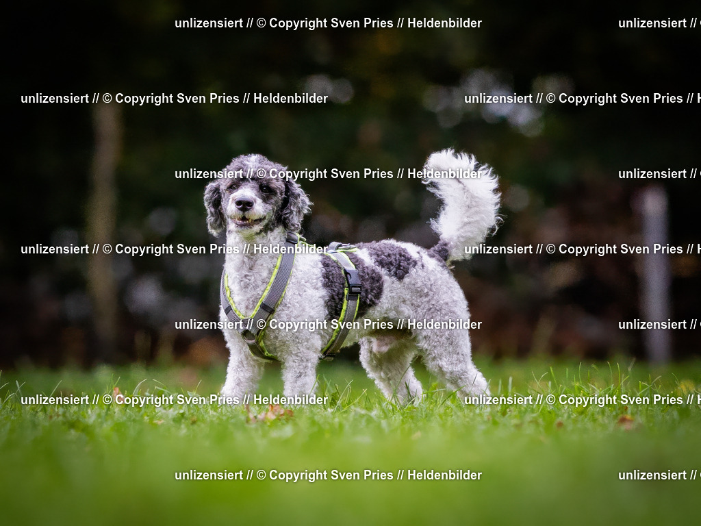 Sven Pries | 2024-10-19 - Hunderennen Ober-Grombach - Realisiert mit Pictrs.com