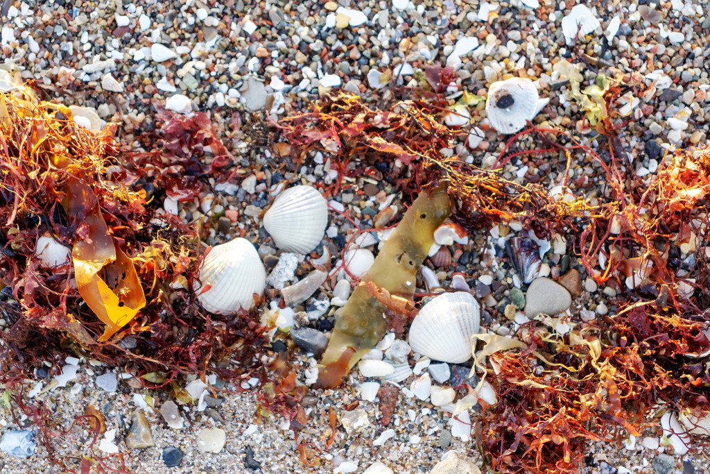 XXL Wandbild: Muscheln und Seetang  | Dieses XXL Wandbild im Querformat zeigt einige Muscheln und Seetang am Strand in Nahaufnahme. Das rötliche Braun sorgt für einen schönen warmen Farbton auf dem Wandbild. Zusammen mit den Muscheln ergibt es ein schönes maritimes Strandbild. Holen Sie sich mit diesem dekorativen Wandbild den Strandurlaub für das ganze Jahr nach Hause oder an den Arbeitsplatz. Es ist auf Leinwand, auf Aluminium-Platte, Acrylglas oder als Holzdruck erhältlich. Dabei wird es individuell für Sie in vielen Abmessungen produziert. Daher passen die Ostseekult Wandbilder immer perfekt an Ihre Wände.   - Realisiert mit Pictrs.com