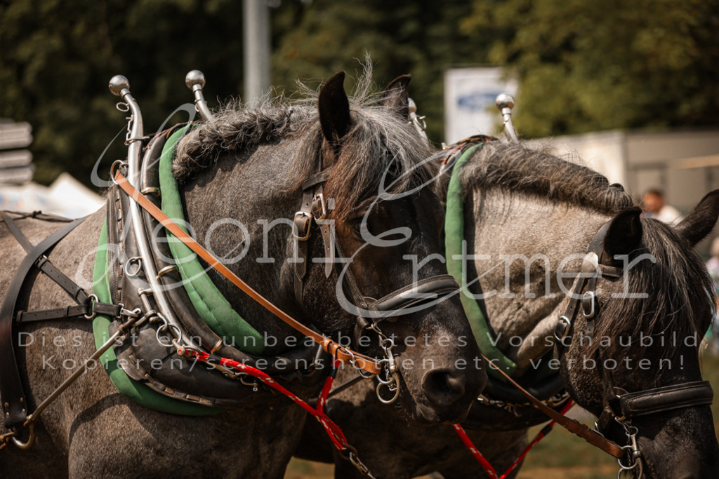 SoShow00243 | Leoni Ertmer Photography - Realisiert mit Pictrs.com