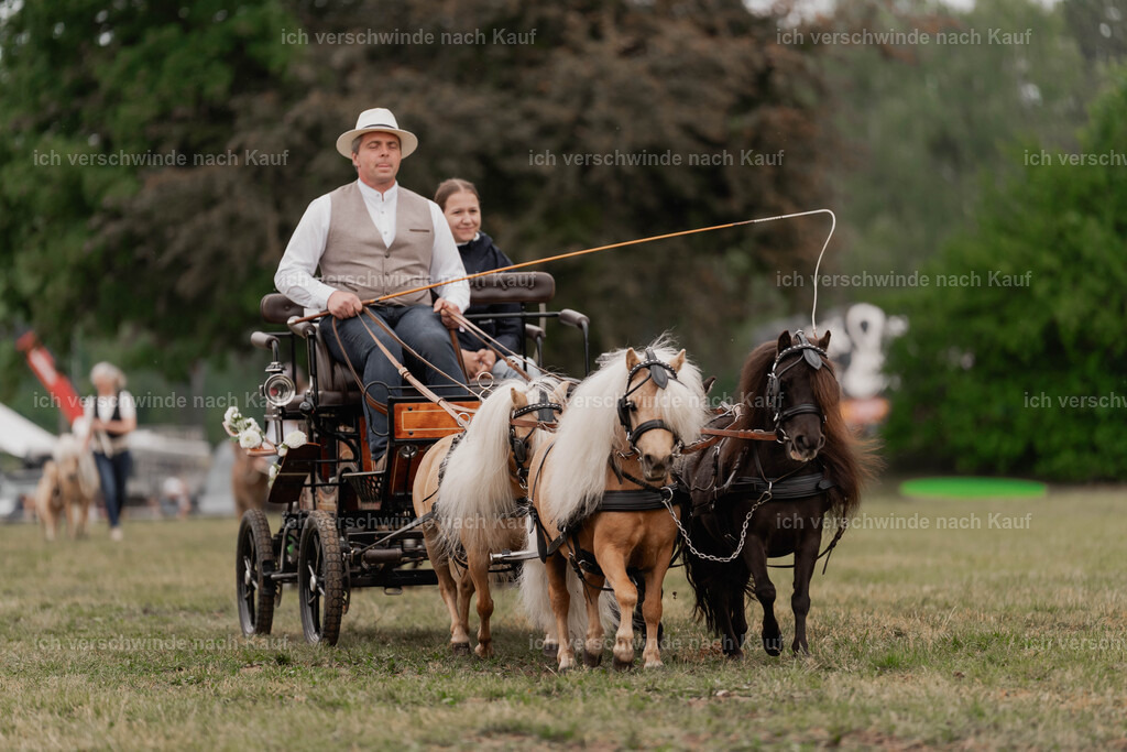 Showprogramm-462 | working equitationturnier fotograf videograf stoibphotography marixx film working equitation deutschland reitsport turnierfotografie eventfotografie equestrian events