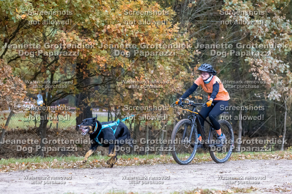 Dog Paparazzi - SD CaniX Championship 2025-235 | Dog Paparazzi Jeanette Grottendiek Fotografie & Videografie - Realisiert mit Pictrs.com