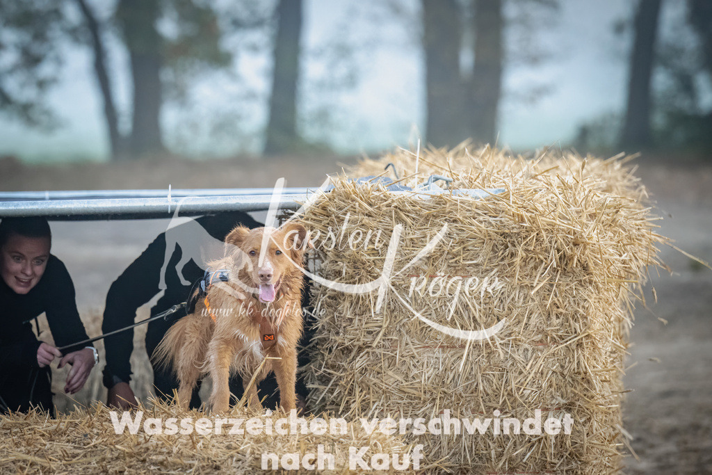 0816_ZZ97561 | kk-dogfotos