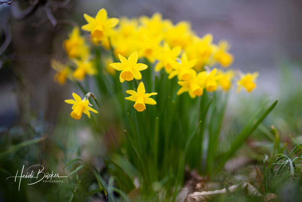 Blühende Narzissen | Blühende gelbe Narzissen - Realisiert mit Pictrs.com