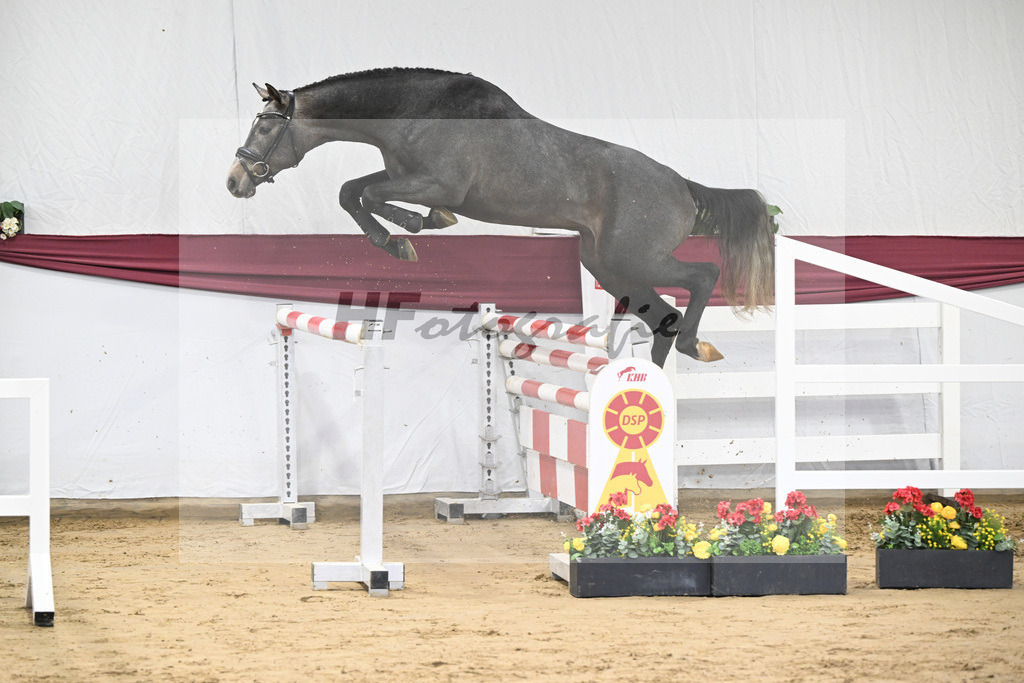 Kat-Nr. 2 Arezzo Man x Canoso_Pferdezucht Pech GbR 47250040 | hf-fotografie - Realisiert mit Pictrs.com