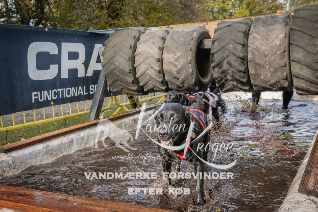 1422_ZZ94431 | kk-dogfotos